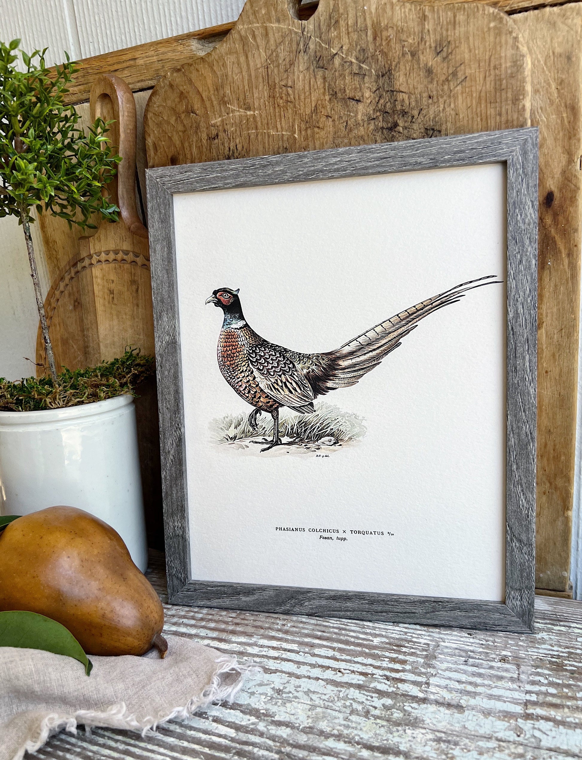 PHEASANT RINGTAIL Bird Vintage Book Page Sign Wood Frame Primitive Fall Decor Thanksgiving
