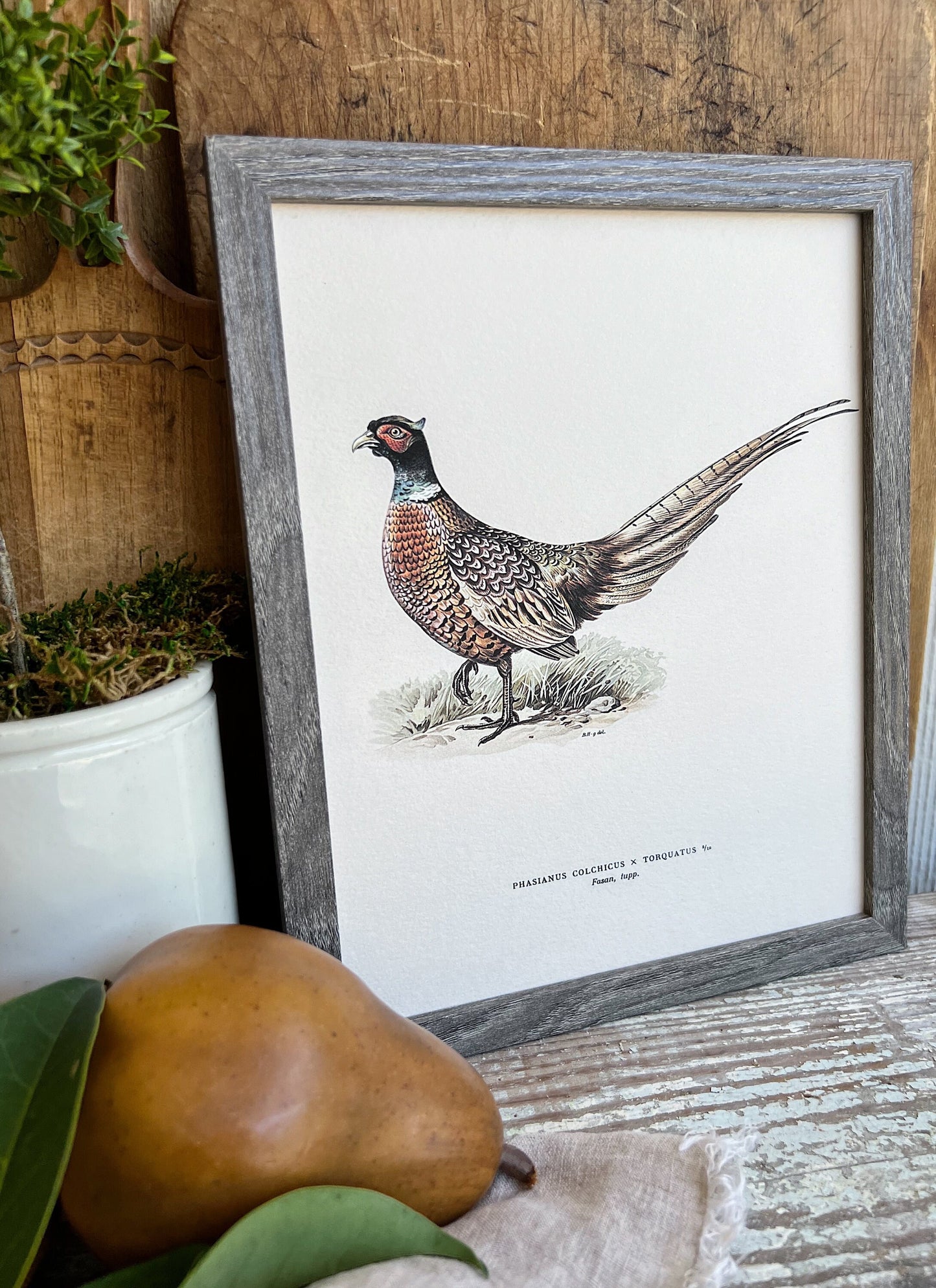 PHEASANT RINGTAIL Bird Vintage Book Page Sign Wood Frame Primitive Fall Decor Thanksgiving