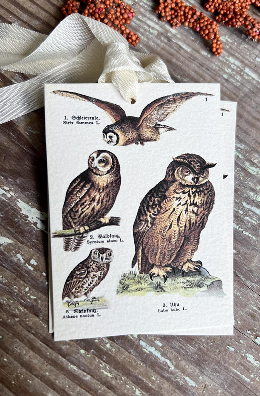 OWLS Gift Tags Vintage Farmhouse Decor Grungy Party Favor Card Tag Halloween FALL Botanical