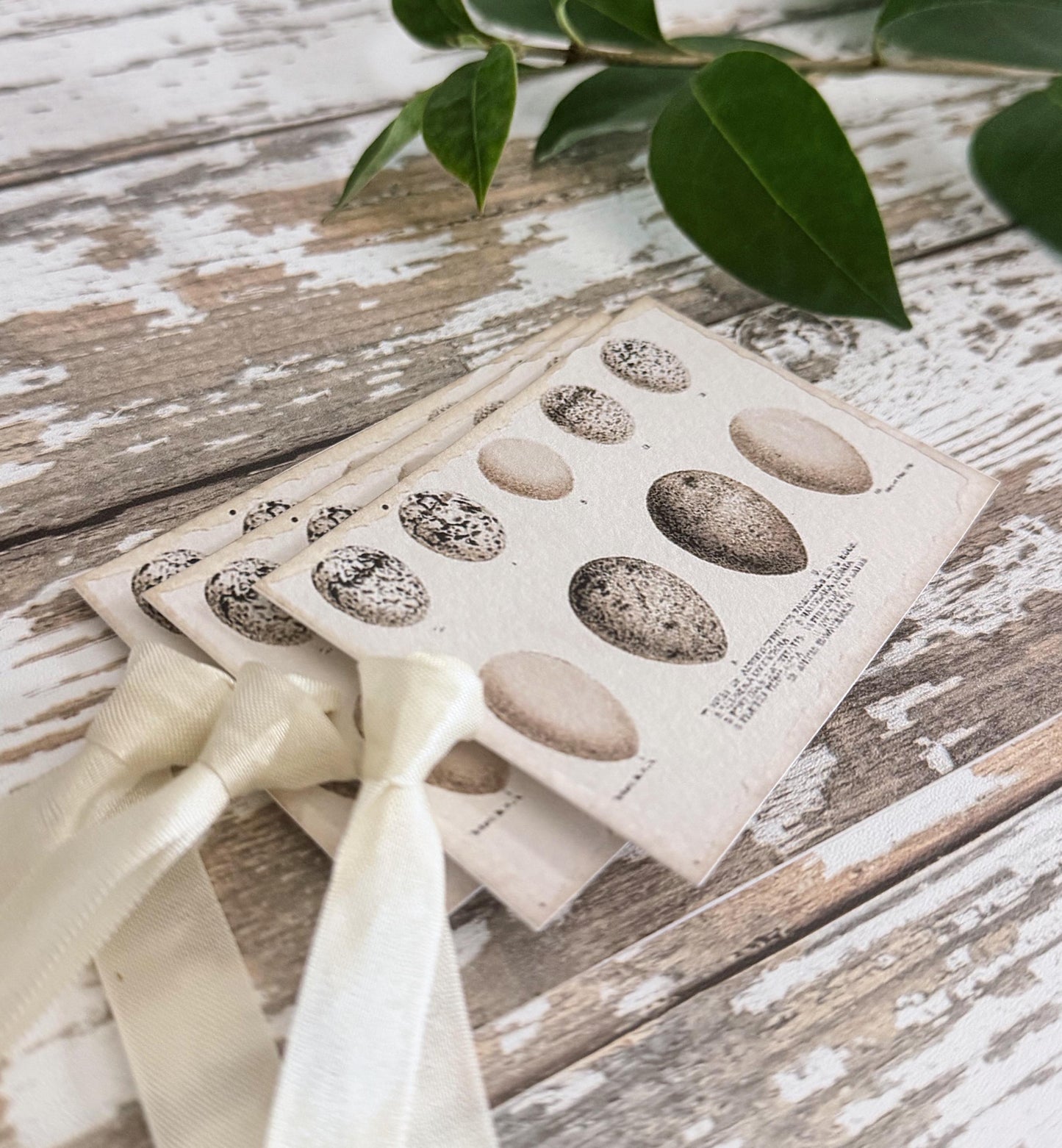Botanical EGGS NEUTRALS Vintage Easter Gift Tags Natural History Book Page French Farmhouse Decor Card Shabby Speckled Eggs Chart SET of 8