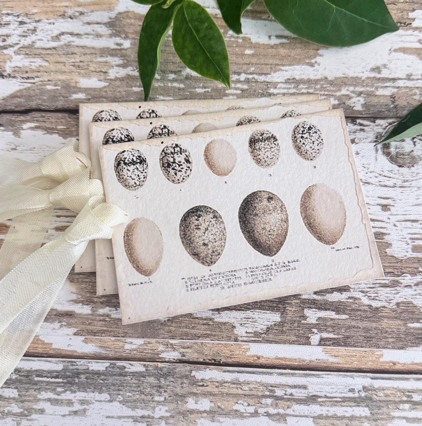 Botanical EGGS NEUTRALS Vintage Easter Gift Tags Natural History Book Page French Farmhouse Decor Card Shabby Speckled Eggs Chart SET of 8