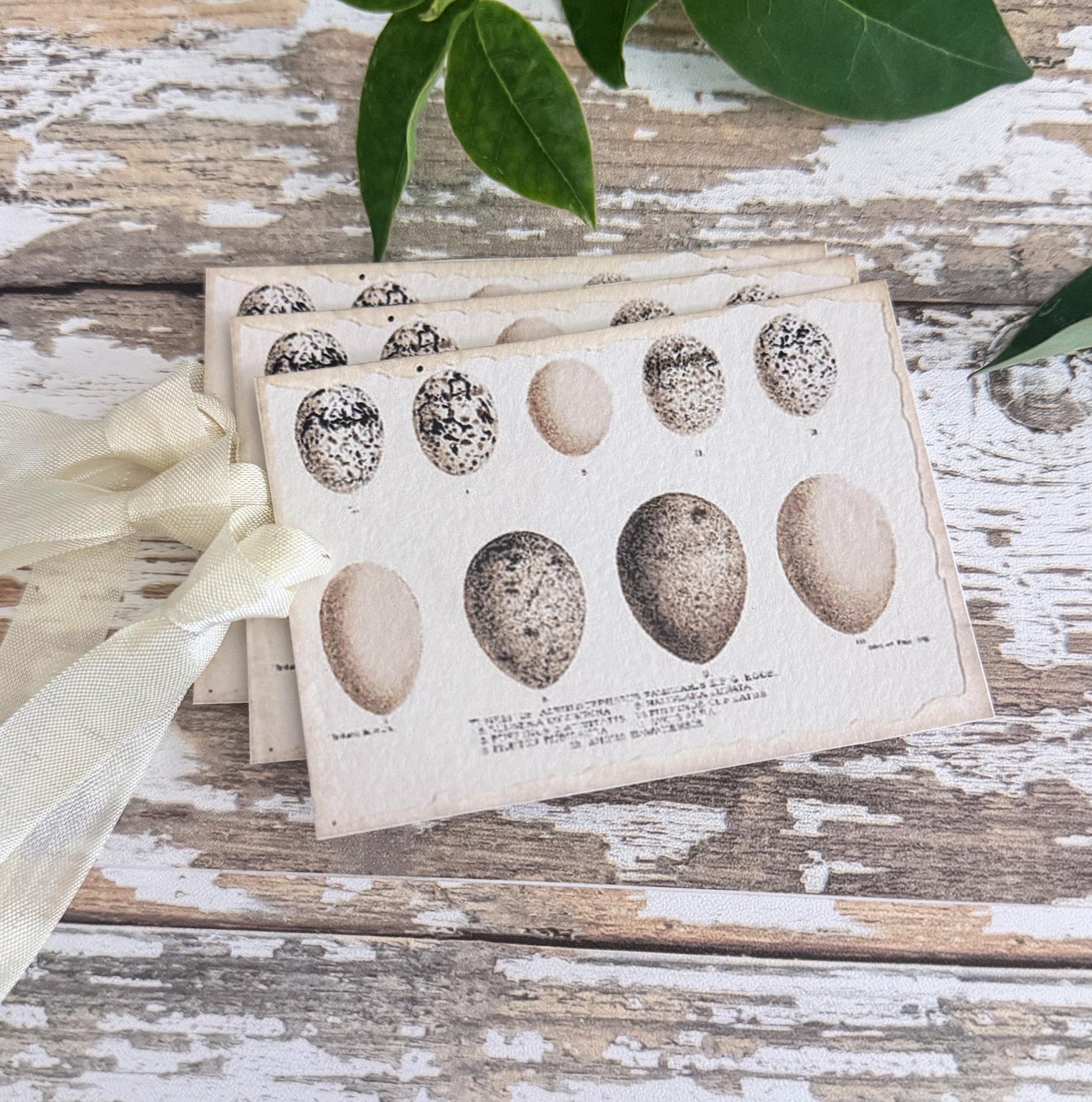 Botanical EGGS NEUTRALS Vintage Easter Gift Tags Natural History Book Page French Farmhouse Decor Card Shabby Speckled Eggs Chart SET of 8