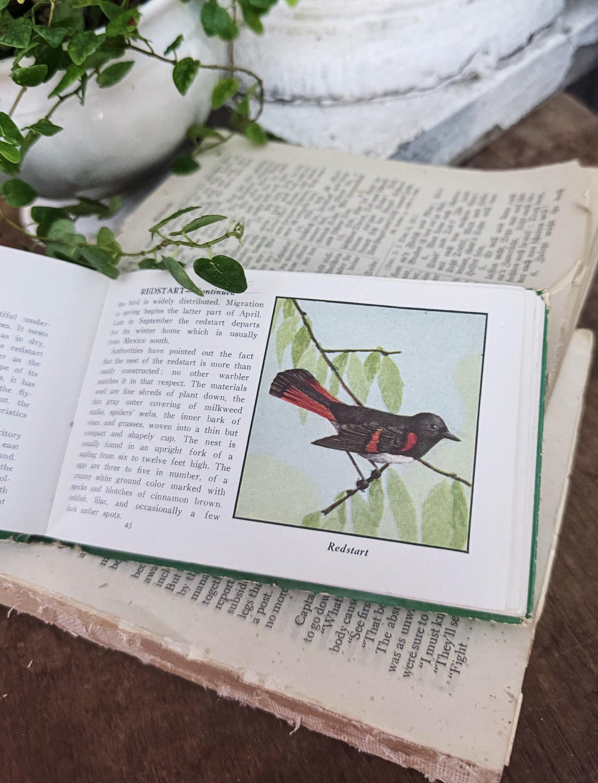 Antique BIRDS of AMERICAN GUIDE Book Farmhouse Decor Pocket Book Green Book