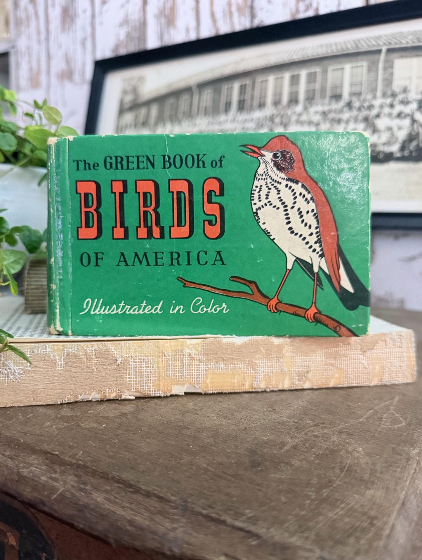 Antique BIRDS of AMERICAN GUIDE Book Farmhouse Decor Pocket Book Green Book