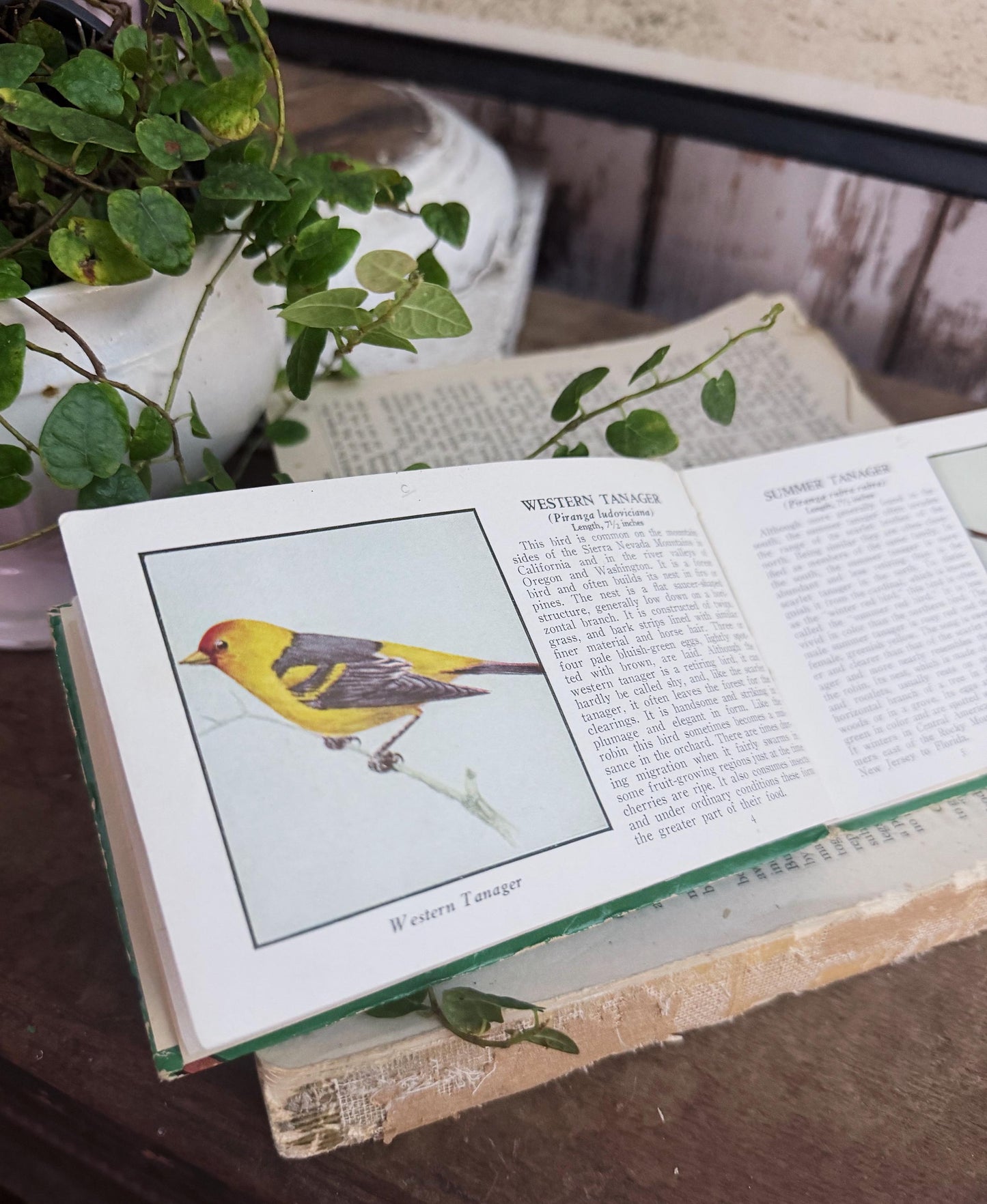 Antique BIRDS of AMERICAN GUIDE Book Farmhouse Decor Pocket Book Green Book