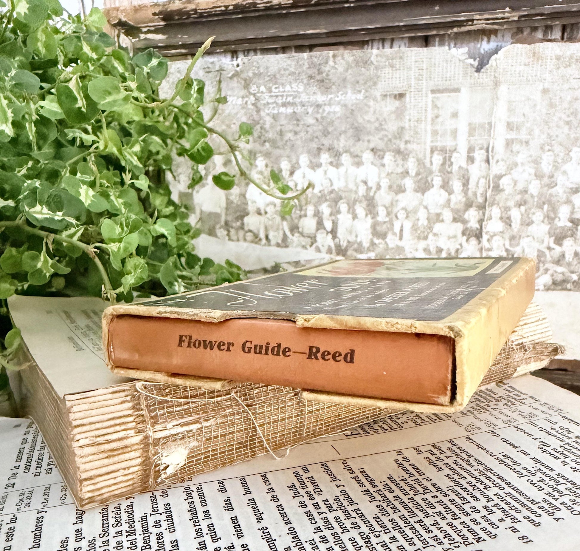 Antique Wild Flowers Guide Book: Chester Reed 1930 Pocket Manual