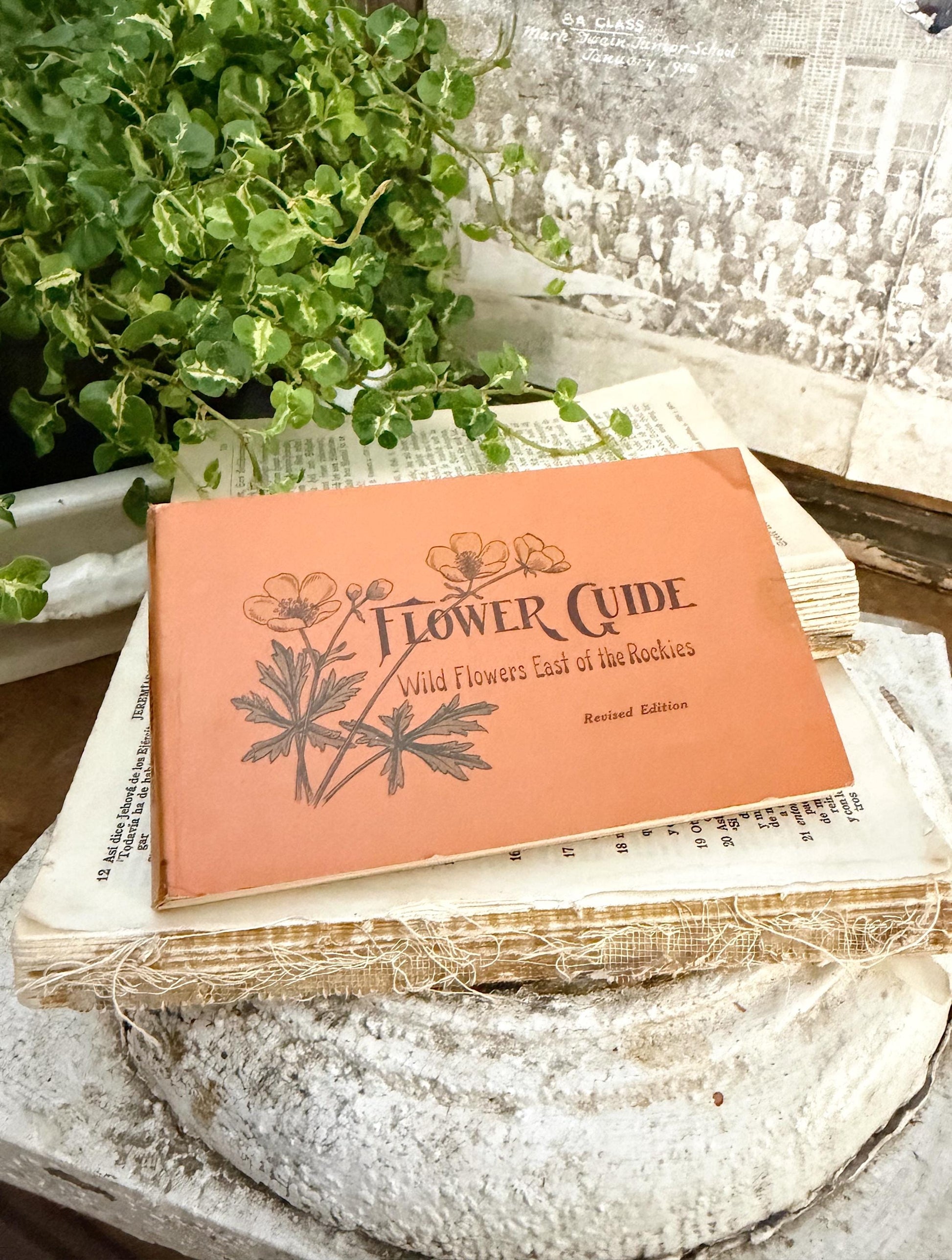 Antique Wild Flowers Guide Book: Chester Reed 1930 Pocket Manual