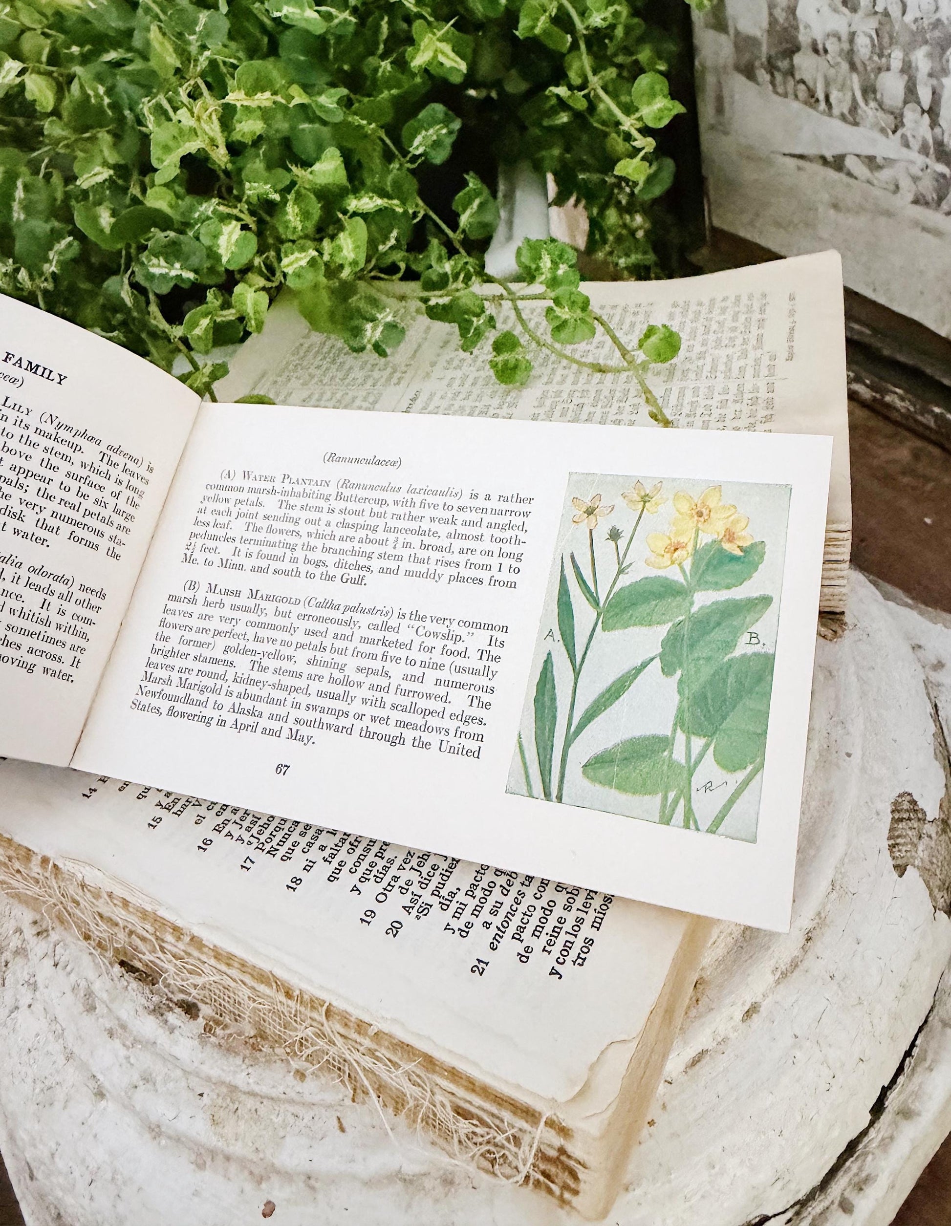 Antique Wild Flowers Guide Book: Chester Reed 1930 Pocket Manual