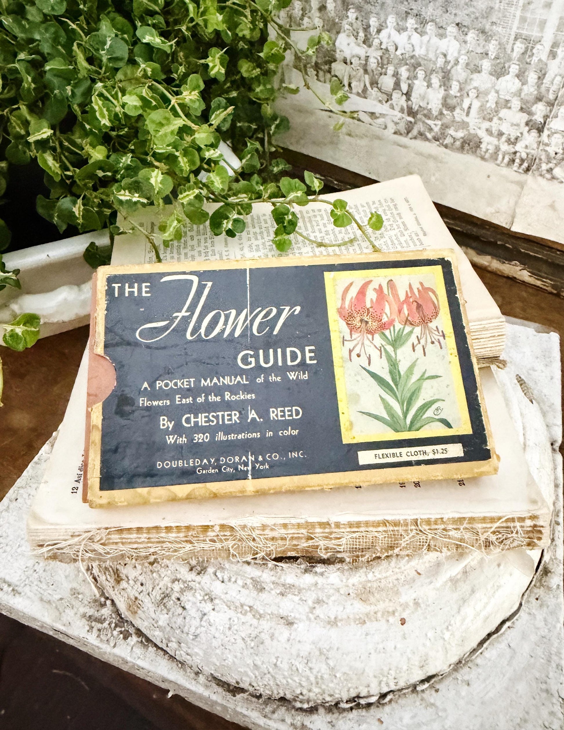 Antique Wild Flowers Guide Book: Chester Reed 1930 Pocket Manual