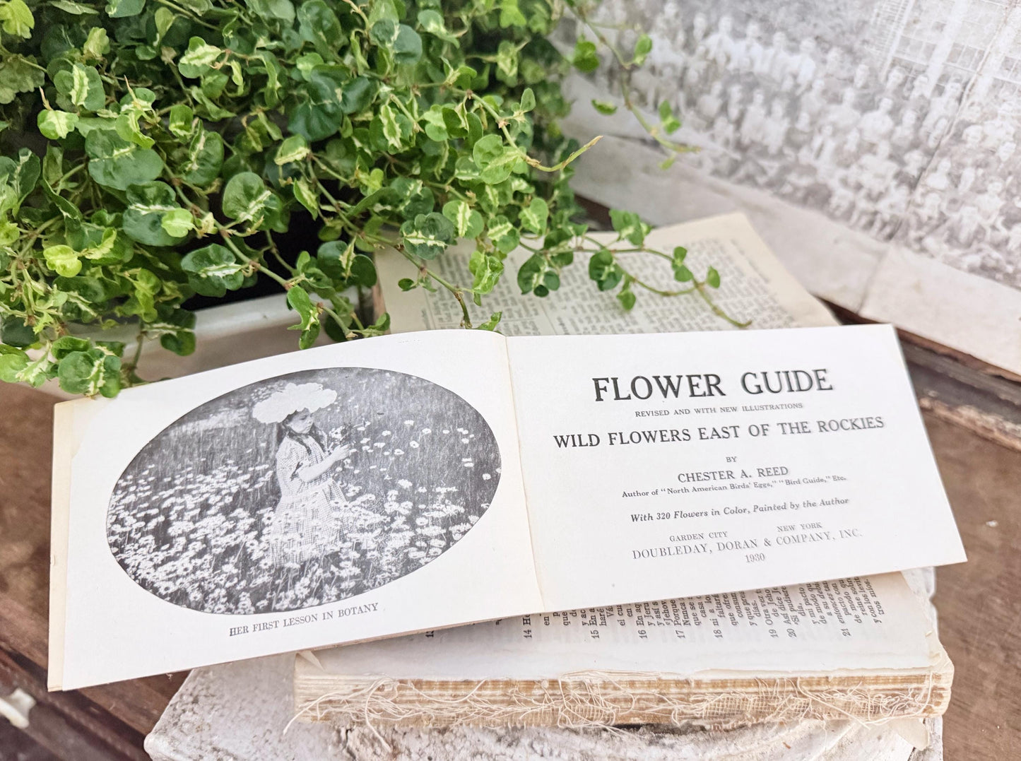 Antique Wild Flowers Guide Book: Chester Reed 1930 Pocket Manual