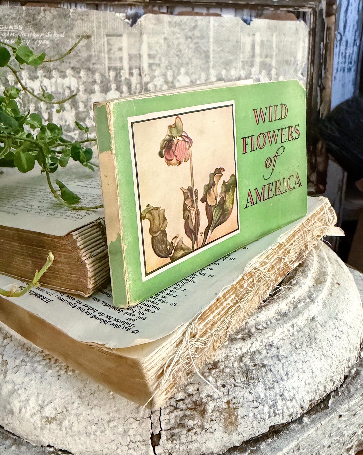 Vintage Wild Flowers of America Guide Book Jane Harvey Pocket Manual