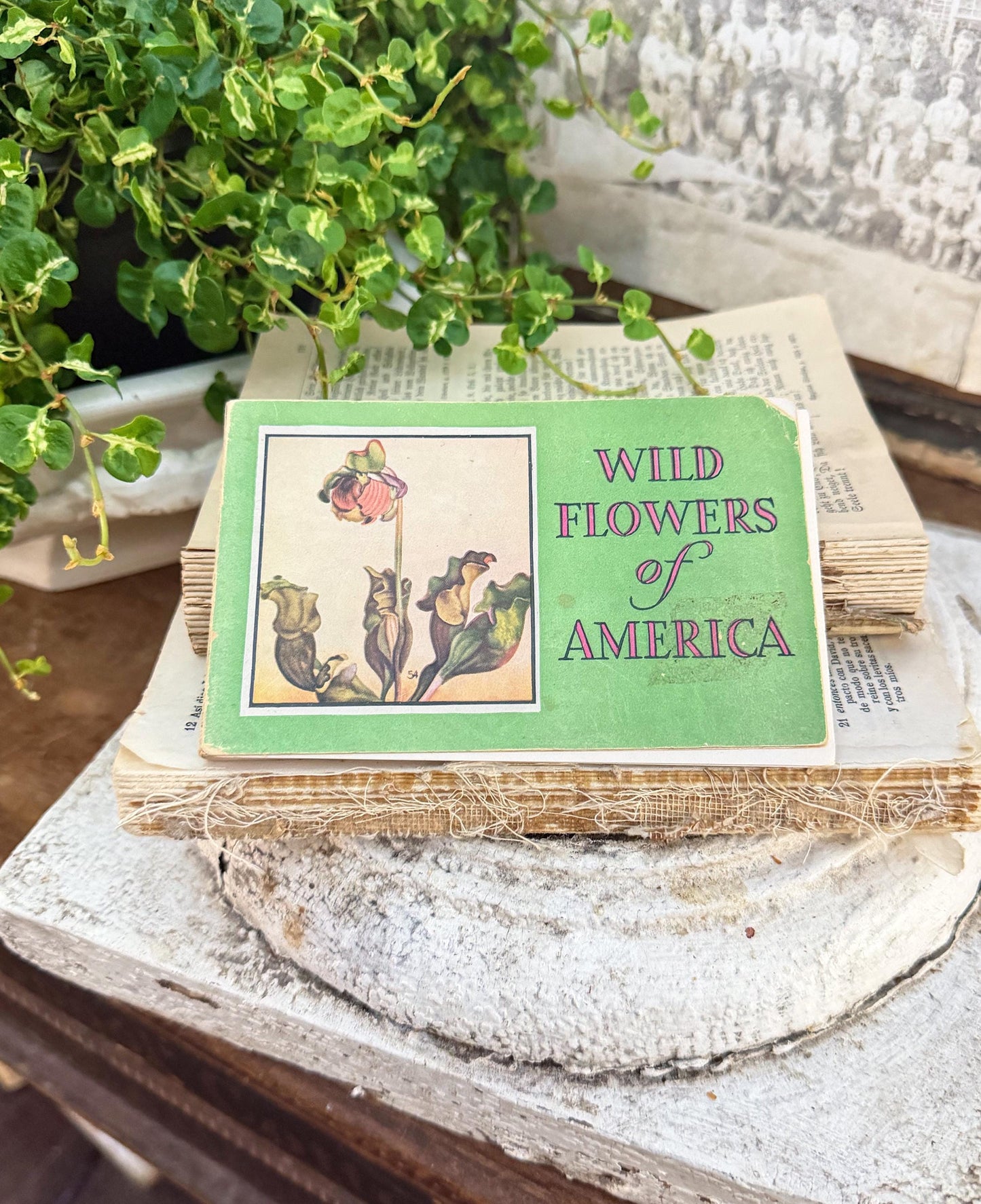 Vintage Wild Flowers of America Guide Book Jane Harvey Pocket Manual