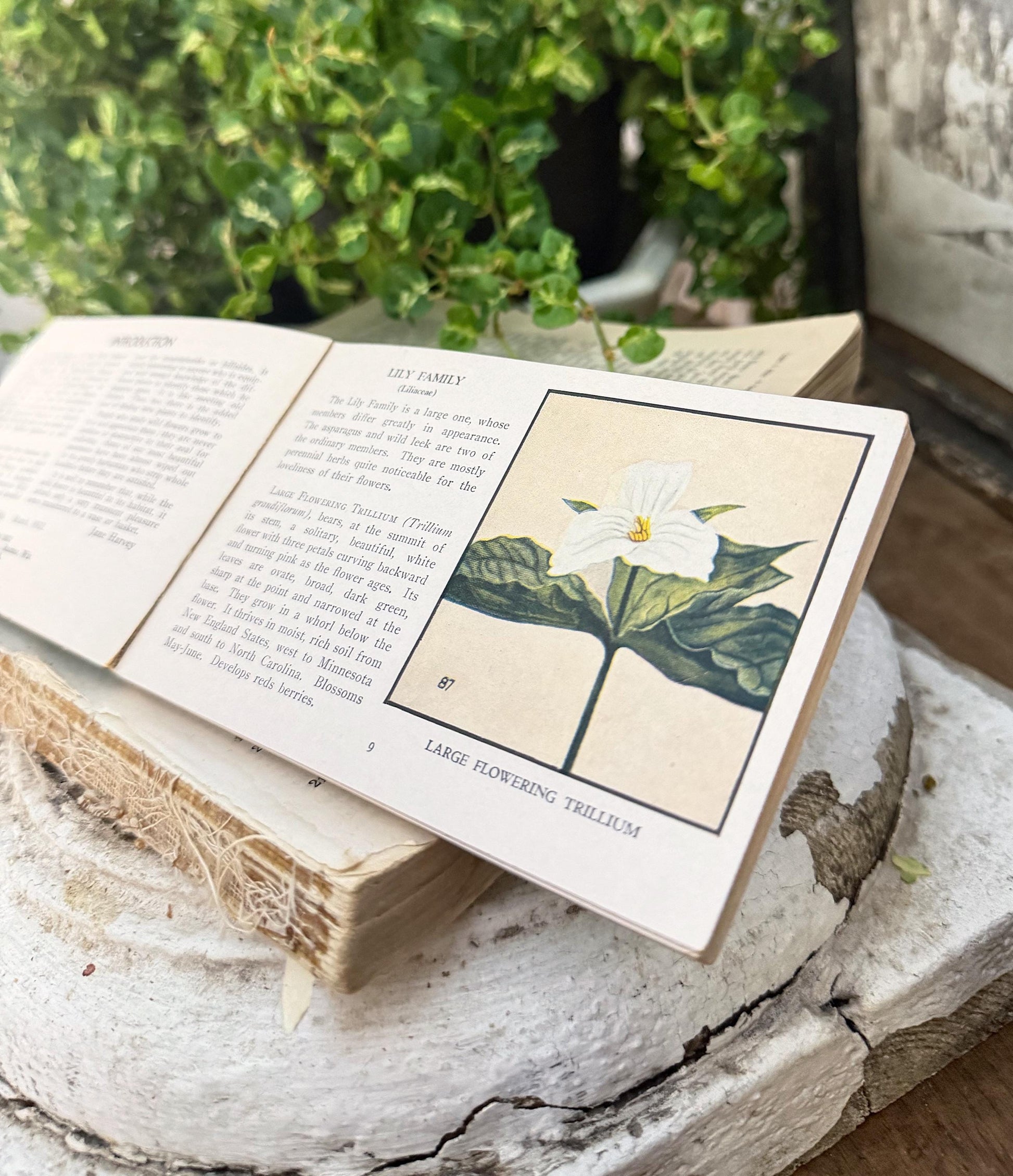 Vintage Wild Flowers of America Guide Book Jane Harvey Pocket Manual