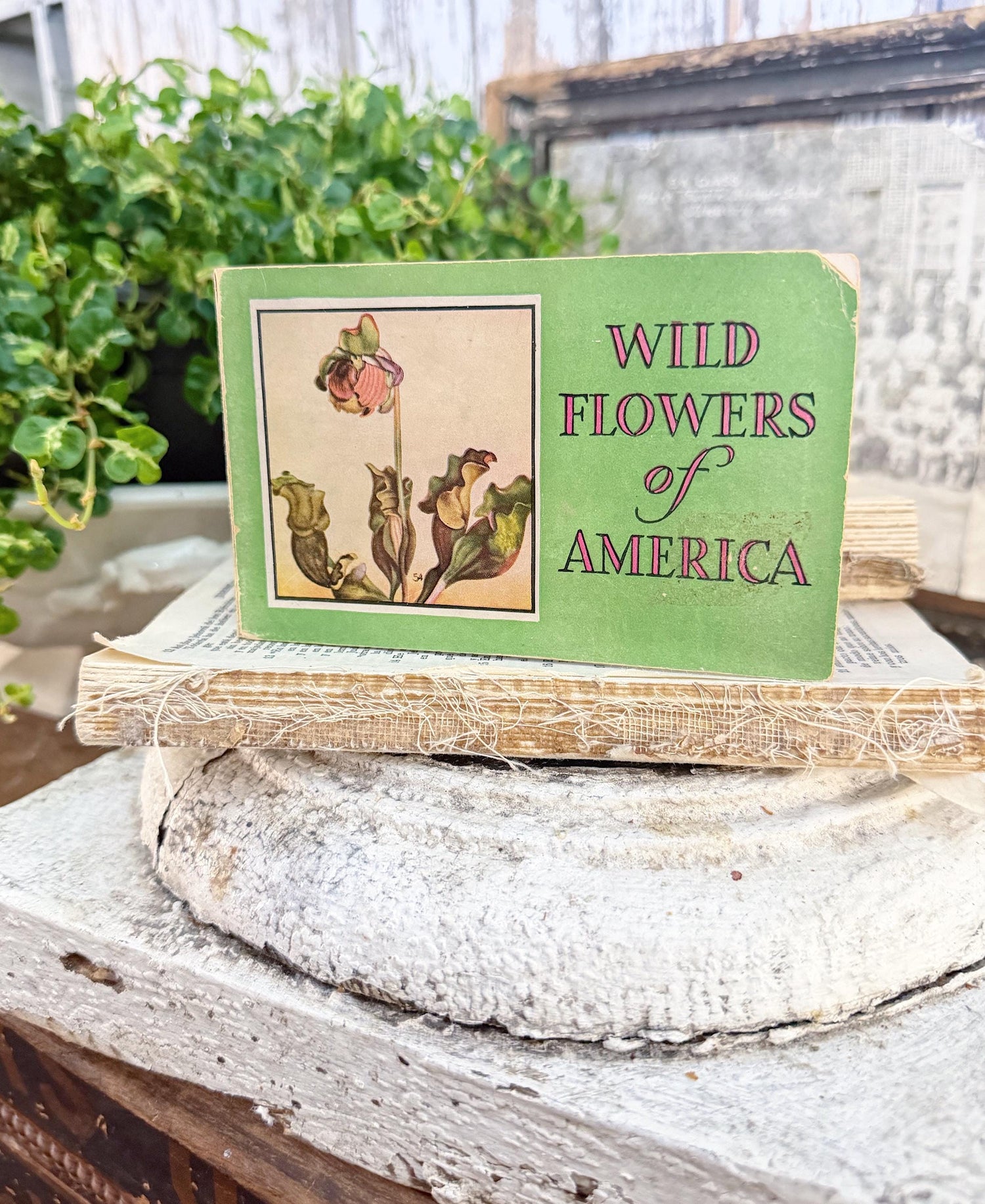 Vintage Wild Flowers of America Guide Book Jane Harvey Pocket Manual